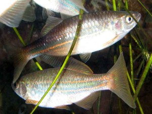 Devario acrostomus