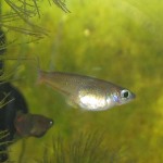 Female Ricefish with eggs