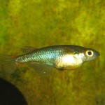 Male Ricefish