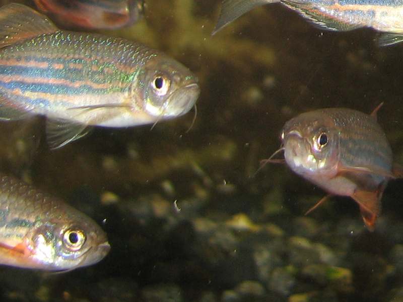 F1 Danio meghalayensis F1 Danio meghalayensis