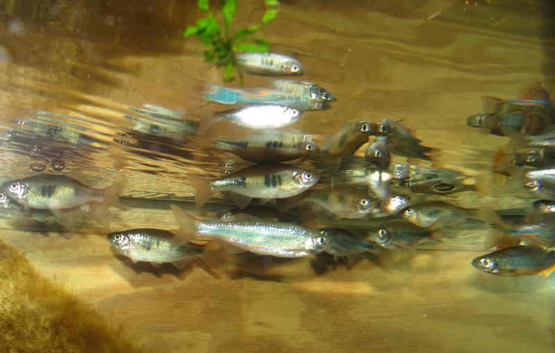 Mixed Danios & Devarios