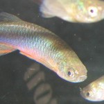 Purple Passion Danio - Danio roseus