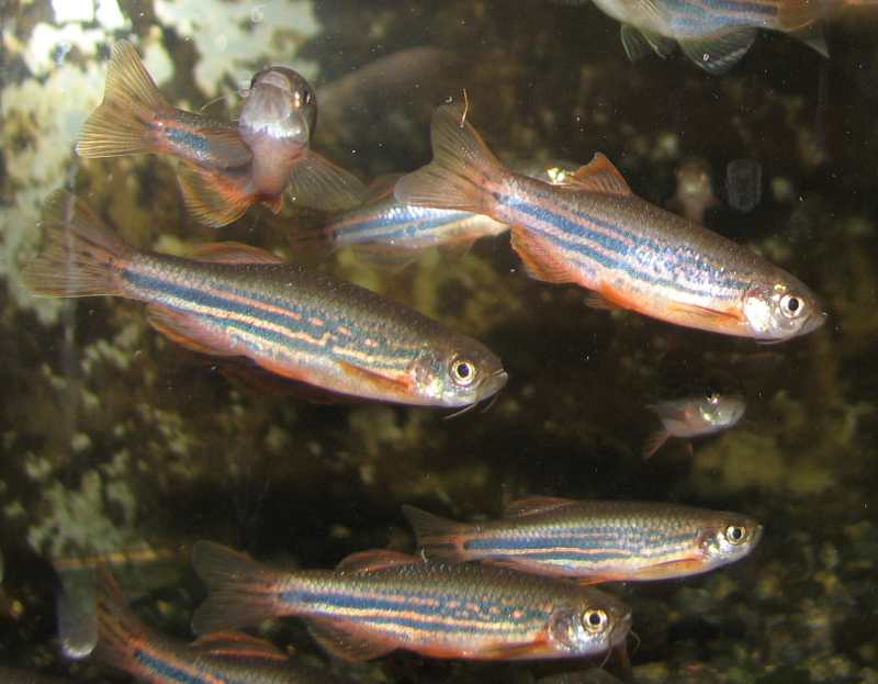 F1 Danio meghalayensis F1 Danio meghalayensis