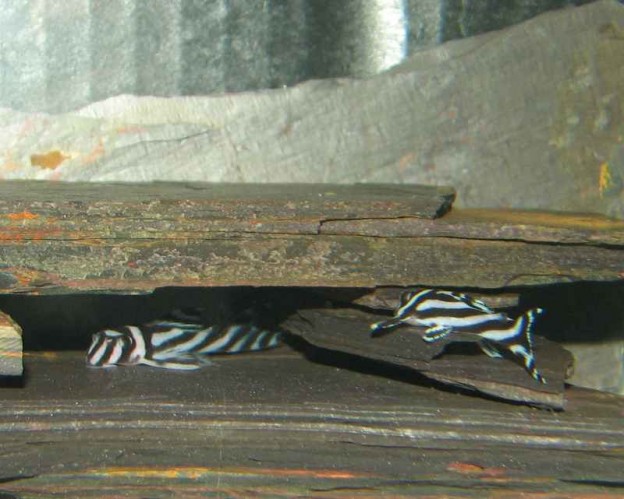 Hypancistrus Zebra