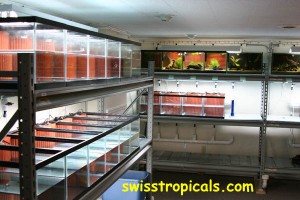 HMF aquarium filtration at Swiss Tropicals