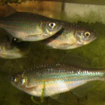 Devario assamensis