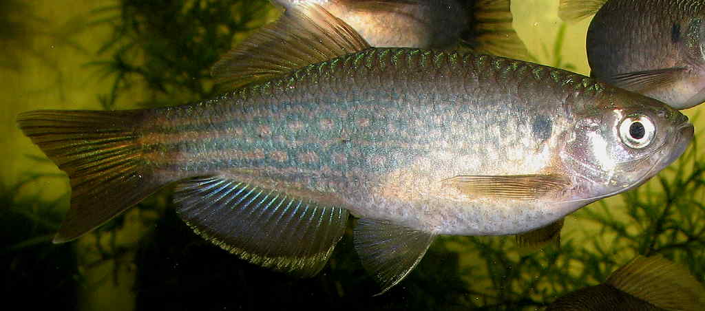 Danio dangila