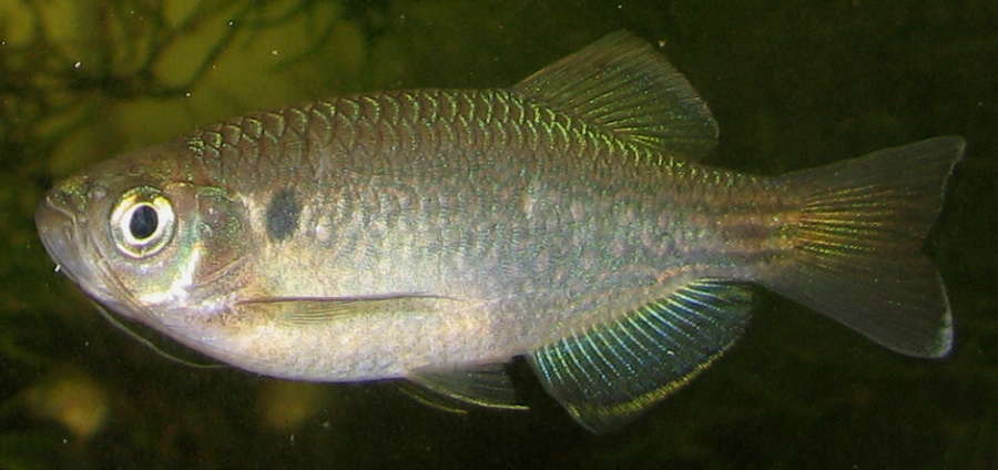 Danio dangila