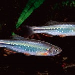 Danio feegradei