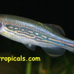 Danio meghalayensis