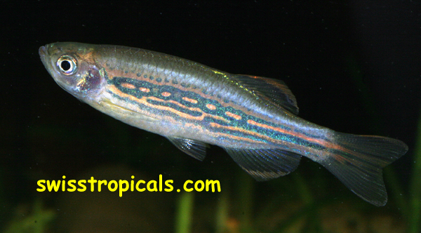 Danio meghalayensis