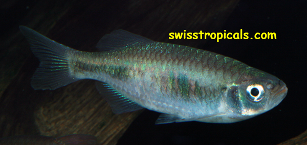 Adult male Devario xyrops