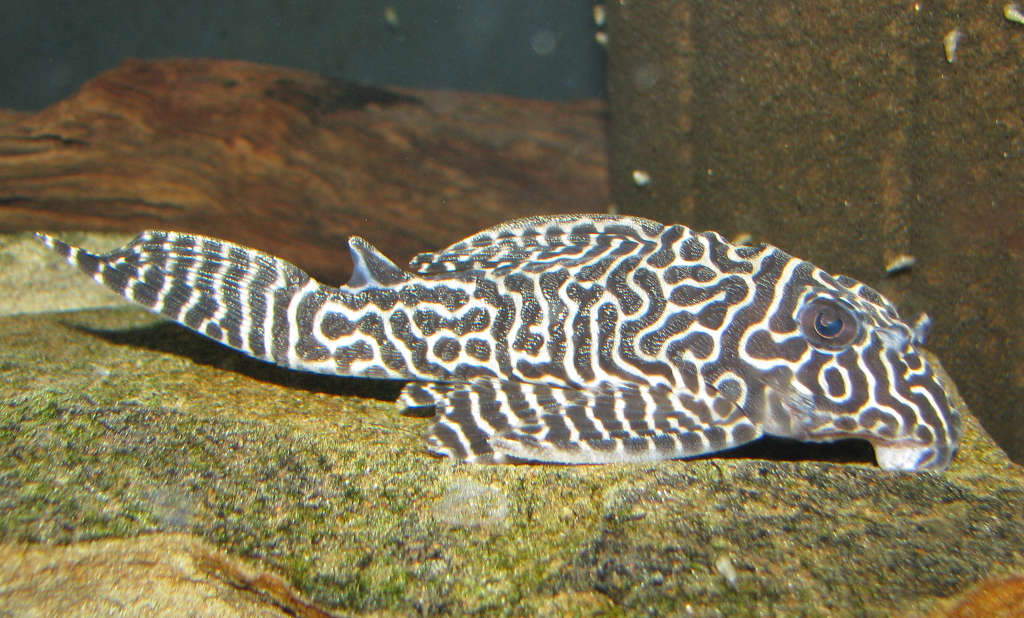 Hypancistrus sp. (L333)