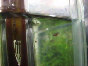 Limia sp Tiger fry