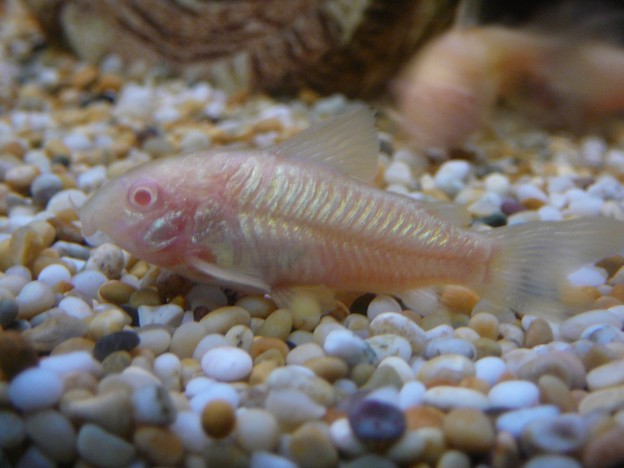 Corydoras aeneus (albino)