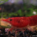 Red Cherry Shrimp