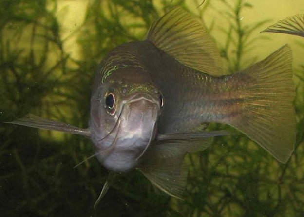 Danio dangila