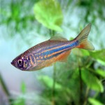 Devario aequipinnatus