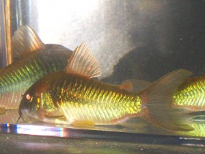 HCA Green aeneus cories