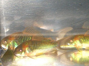 HCA Green aeneus cories