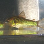 HCA Green aeneus cories
