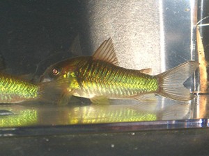 HCA Green aeneus cories