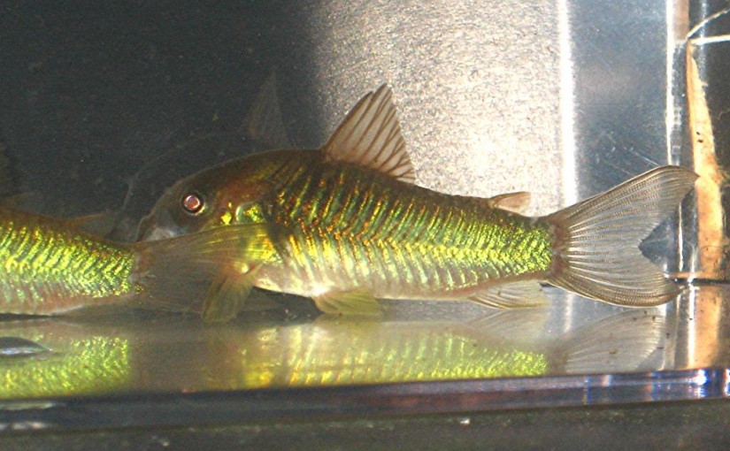 HCA Green aeneus cories