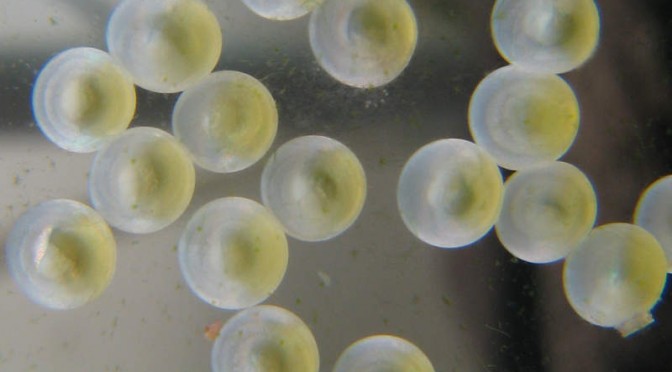 Antifungal property of leaves on fish eggs