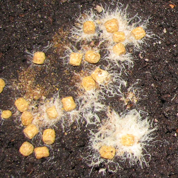 Grindal worms