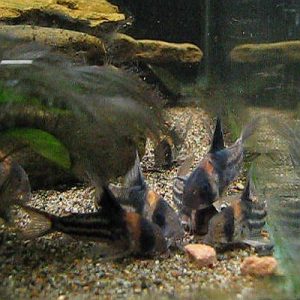Corydoras parallelus