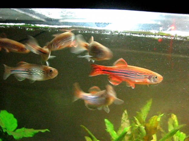 Danio meghalayensis