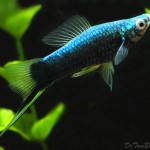 Black Swordtail Male