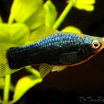 Black Swordtail Female