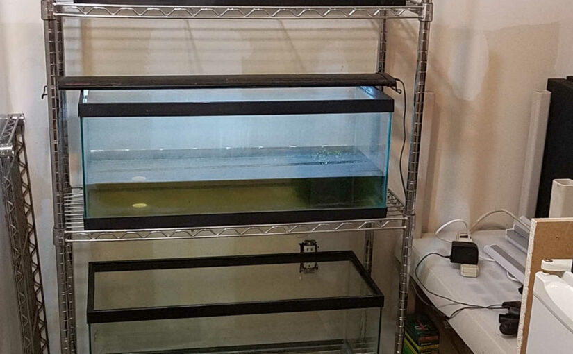 I’ve Got the Aquarium Bug Again!