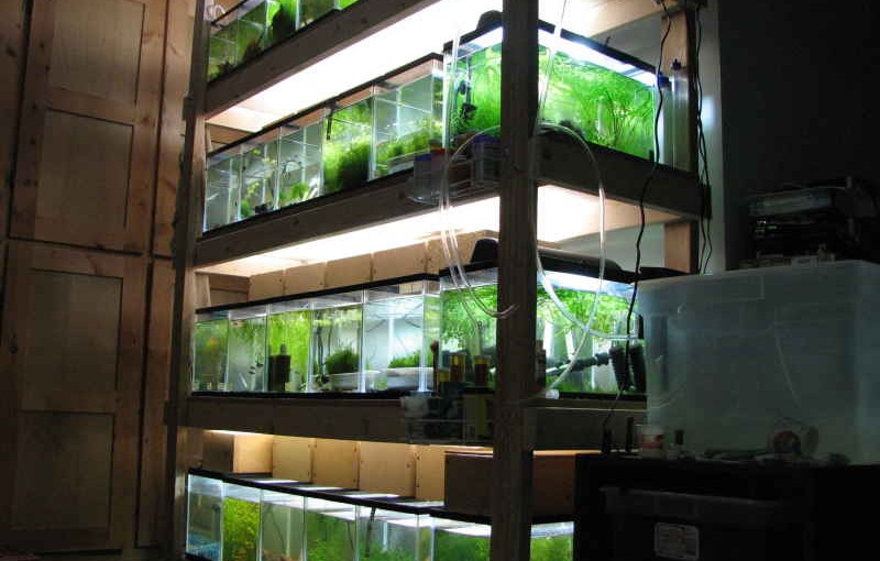 Aquarium Magic: Debunking the Myths