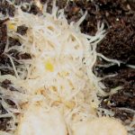 White worm culture