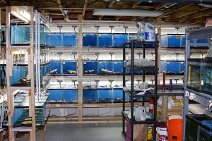 HMF aquarium filtration at Brian's Tropicals
