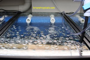 HMF aquarium filtration at Brian's Tropicals