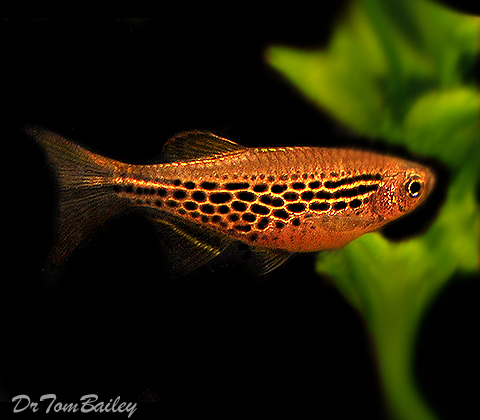 fire ring danio